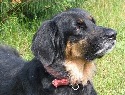 Close up side view head shot - A black with tan Hovawart is wearing a red collar standing in grass looking to the right.
