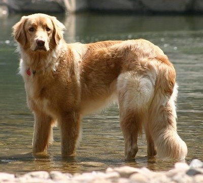 A golden orange colored Hovawart dog is standing in a body of water looking forward.
