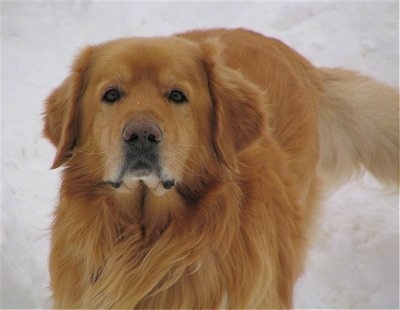 Close Up - A golden orange colored Hovawart dog is standing in snow.
