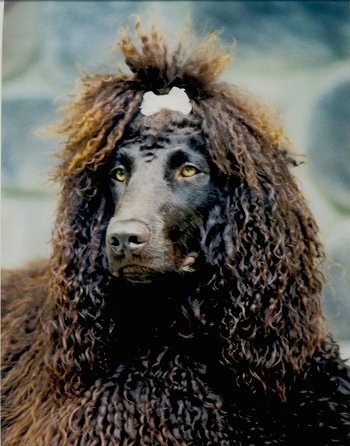 Close Up upper body shot - A brown Irish Water Spaniel is standing outside, it has a ribbon in its hair