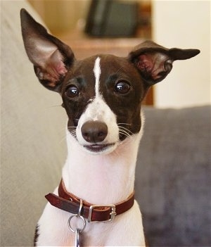 Upper body shot - A brown with white Italian Greyhound puppy is sitting on a couch looking forward