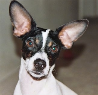 Close Up head shot - A white with black and tan Jack-Rat Terrier has its head tilted to the right