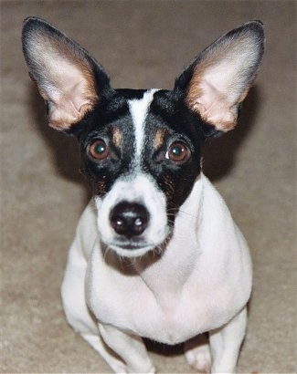 Close Up - A white with black and tan Jack-Rat Terrier is sitting on a carpet