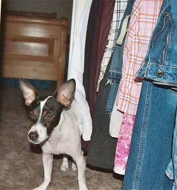 A white with black and tan Jack-Rat Terrier is standing next to hanging cloths in a closet.