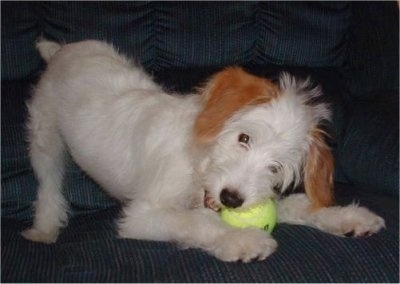 A white with tan Jackapoo is play bowing on a couch with a tennis ball in its mouth. The dog is all white with only the ears being tan.