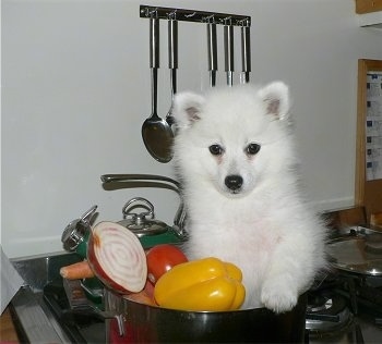 Japanese Spitz Dog Breed Pictures 1