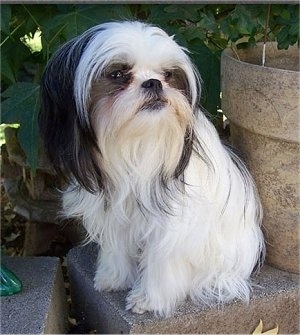 A long haired white with black Jatese is sitting on a stone in front of a potted plant.