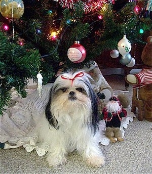 A white with black Jatese is wearing a red ribbon and laying under a decorated Christmas tree