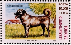 Kangal Dog on a pink Turkish postage stamp. The dog is standing in grass and there is a white house with a red roof behind it.