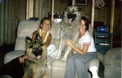 Two girls are sitting on a couch. There is a black and grey King Shepherd sitting on a couch next to one girl. There is a black and tan King Shepherd sitting on the floor in front of the other girl