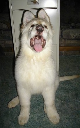 A white King Shepherd is sitting in front of a tan filing cabinet with its mouht open showing the back of its throat.