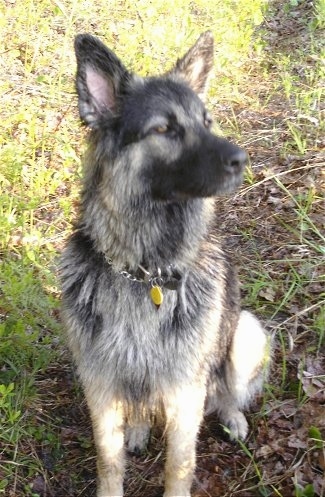A black with tan King Shepherd is wearing a choke chain collar sitting on a trail with grassn on each side and looking to the right.