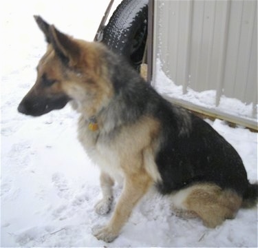 A King Shepherd is sitting outside in snow next to a tin building that has a tire leaning against it.