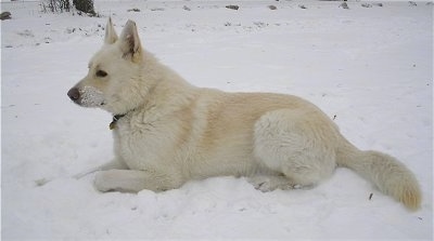 Side view - A white King Shepherd is laying in snow with snow on its face.