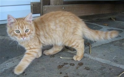 Waffle the Kitten is walking on a stone porch and in front of a wooden porch swing