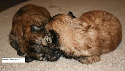 Two La Pom puppies are nuzzling together on a tan carpet