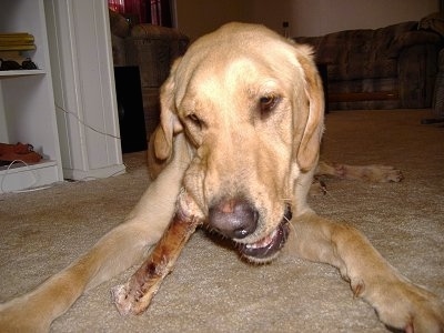 Close up view from the front - A large breed, smooth coated, drop eared, tan mixed breed dog is laying on a tan carpet and chewing on a bone.