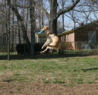 Vedder the Yellow Lab a few feet off of the ground catching a Frisbee in the air