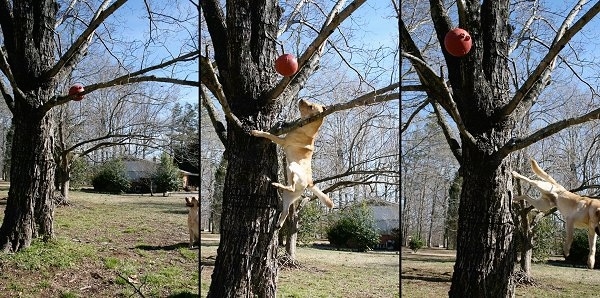 Left - Vedder the Yellow Lab is sitting outside and looking at a red ball stuck in a tree. Middle Photo - Vedder climbing the tree and knocking the red ball out of the tree. Right Photo - Vedder coming down the tree and the red ball is flying to the left
