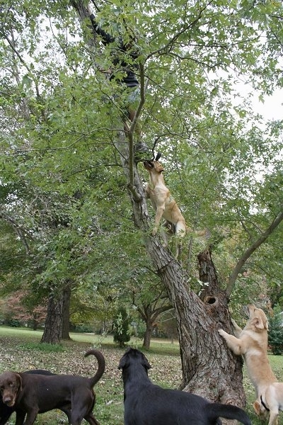 Vedder the Yellow Labfollowing his master up a tree. Four other dogs are at the base of a tree