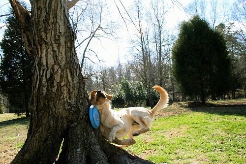 Vedder the Yellow Lab running into a tree trying to catch a blue Frisbee