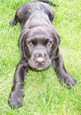 A small, shiny-coated black with white Labradinger puppy is laying down in grass and looking up