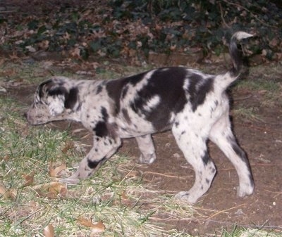 A merle white and black with tan Labradinger puppy is walking at night across a dirt patch surrounded by grass