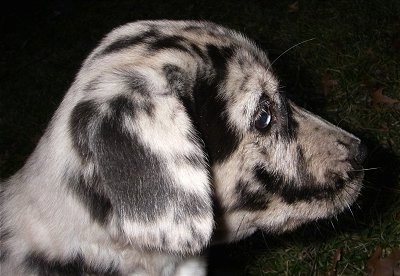 Right Profile head shot - A white and black with tan merle Labradinger puppy is sitting outside in grass at night.