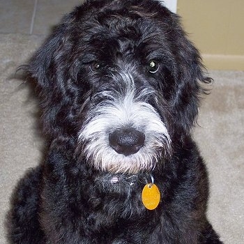 A wavy-looking black with white Labradoodle is sitting on a tan carpet and looking up. It has a yellow dog tag hanging from its collar.