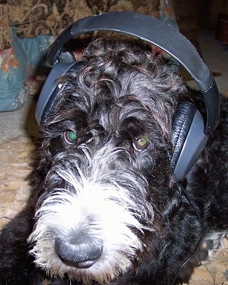 Close Up - a wavy-looking black with white Labradoodle is laying on a carpet on top of a tan blanket. It is wearing headphones