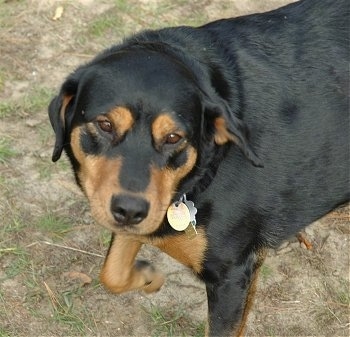 A black and tan Labrottie is standing in patchy grass and looking up with one paw in the air.