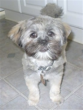 View from the front - A grey with white Lhasa Apso puppy is standing on a gray tiled floor with a white door behind it.