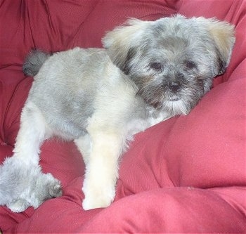 A grey with white Lhasa Apso puppy is stretched out laying on a red couch.