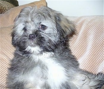 A soft looking, grey with white Lhasa Apso puppy is laying against the back of a tan couch.