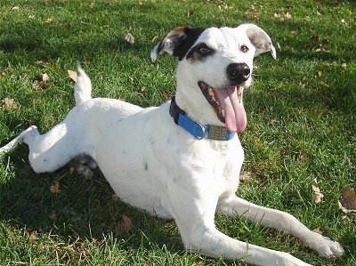 Front side view - A white with black Jack Russell Terrier/Greyhound mix is wearing a blue collar laying in grass