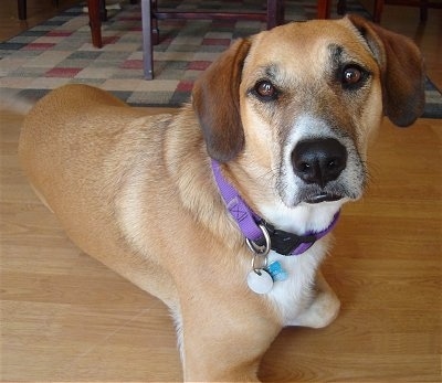 Front side view - A tan with white Labbe is wearing a purple collar laying on a hardwood floor and it is looking forward. It looks like she is missing one of her front legs.