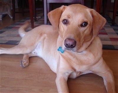 Front view - A yellow Labrador mix is laying on a hardwood floor and looking forward. He has a blue bone dog ID tag hanging from his collar.