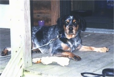 A drop-eared, merle colored, black with tan and white Cocker Spaniel/Blue Heeler mix breed dog is laying on a wooden porch looking at the camera. There is a rawhide bone next to it.