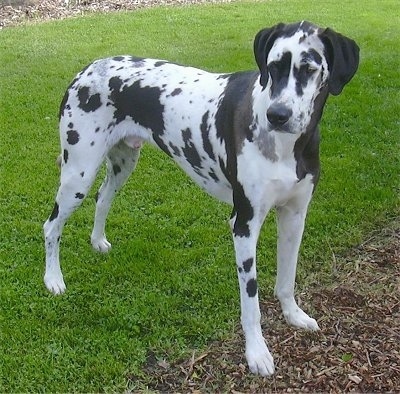 Front side view - A tall, harlequin patterned, black and white Great Dane / Dalmatian / Bullmastiff mix breed dog is standing in grass and it is looking to the left.