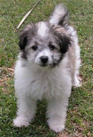 Front view - A fuzzy, small, white with tan and black Maltese/Poodle mix puppy is standing outside in grass. Its tail is curled over its back.