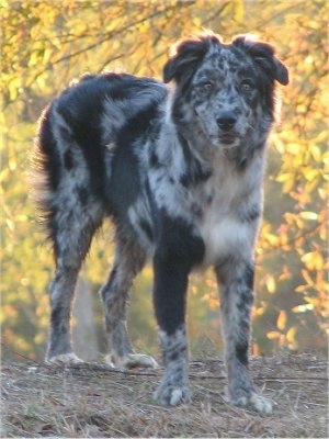 View from the front - A blue merle Miniature Australian Shepherd dog is standing in brown grass at the top of a hill looking forward with colorful trees behind it.