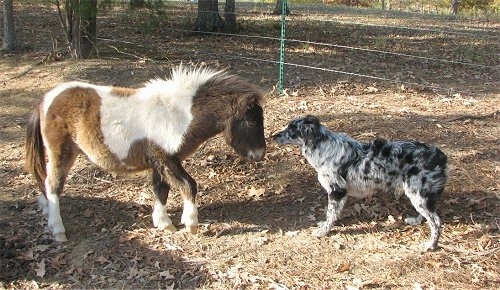 A blue merle Miniature Australian Shepherd dog is standing face to face in front of a brown and white Miniature Horse outside in dirt.
