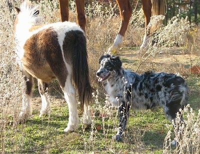 A blue merle Miniature Australian Shepherd dog is standing outside behind a brown and white paint Miniature Horse. There is a full sized horse in the distance.
