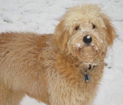 Upper body shot view from the side - A wavy-coated, tan Miniature Goldendoodle is standing in snow looking to the right of its body. It has snow all over its face.