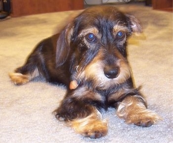 View from the front - A wiry-looking, black and tan Miniature Schnoxie dog is laying on a tan carpet looking droopy.