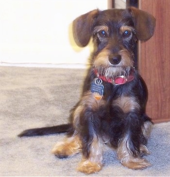 A wiry-looking, black and tan Miniature Schnoxie dog is wearing a red collar sitting on a tan carpet looking forward.