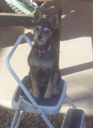 A Miniature Schnaupin mix breed dog is sitting on top of a white with black step ladder that is outside.