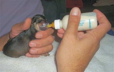 A person is feeding a sitting newborn Miniature Schnaupin mix breed puppy on a towel with a bottle that is small, but as large as the tiny puppy.