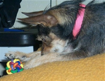 A wiry-looking black and tan dog wearing a hot pink collar is laying on a bed covered in a gold colored blanket and reaching for a colorful toy.