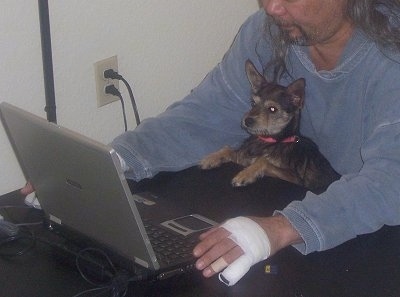 A man is using a laptop and in between him and the table there is a black with tan and white Miniature Schnaupin puppy and it is looking at the laptop. The longhaired man is wearing a blue jean shirt and has a white bandage on his hand and finger and a bandaide on another finger.
